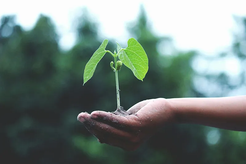 Ein einsames Blümchen im Sand steht sinnbildlich dafür, dass man Paartherapie auch einzeln beginnen kann. 